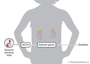 Anterior pituitary lobe produces ACTH which signals adrenal gland to produce cortisol