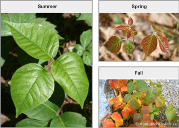 Poison ivy with green leaves in summer, green and red leaves in spring, and a mix of green, yellow and red leaves in fall