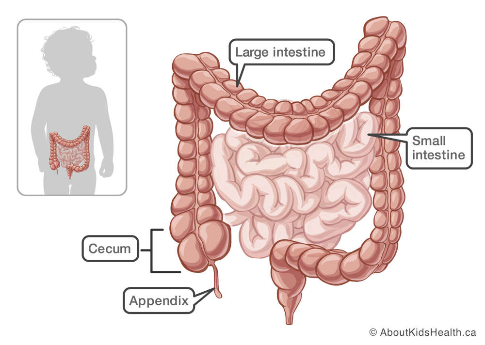 Location of cecum in the large intestine