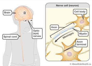 The CNS within the body and a cutaway to a nerve cell