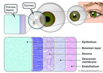 Illustration of the cornea, a clear window at the front of the eye that covers the iris and the pupil