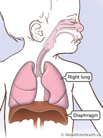 The diaphragm is located under the lungs