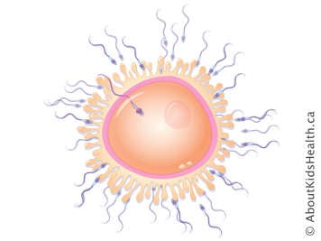 sperm fertilizing an egg