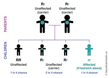 Inheritance pattern of two parents who are carriers of Friedreich ataxia, producing three possible combinations