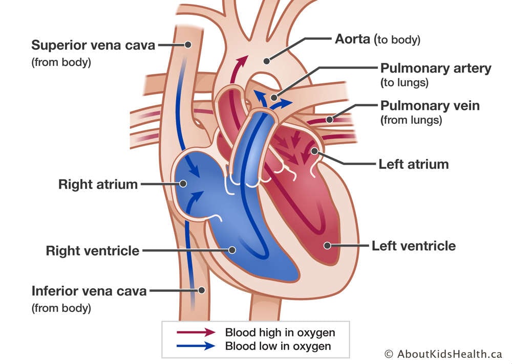 Normal heart showing placement of the atria, ventricles, aorta, superior vena cava, inferior vena cava, pulmonary artery and pulmonary veins