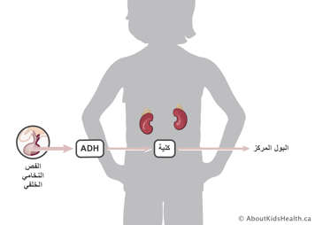 الفص الخلفي للغدة النخامية ينتج هرمون ADH الذي يرسل إشارات إلى الكلى لتركيز البول