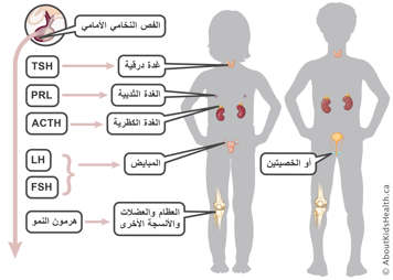 الفص الأمامي للغدة النخامية ينتج TSH، PRL، ACTH، LH، FSH، GH
