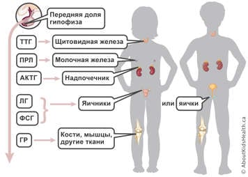 Передняя доля гипофиза вырабатывает ТТГ, ПРЛ, АКТГ, ЛГ, ФСГ, ГР