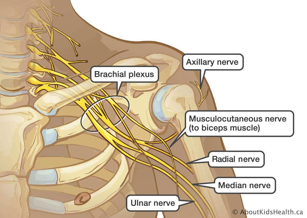 Identification of the brachial plexus, axillary nerve, musculocutaneous nerve, radial nerve and ulnar nerve