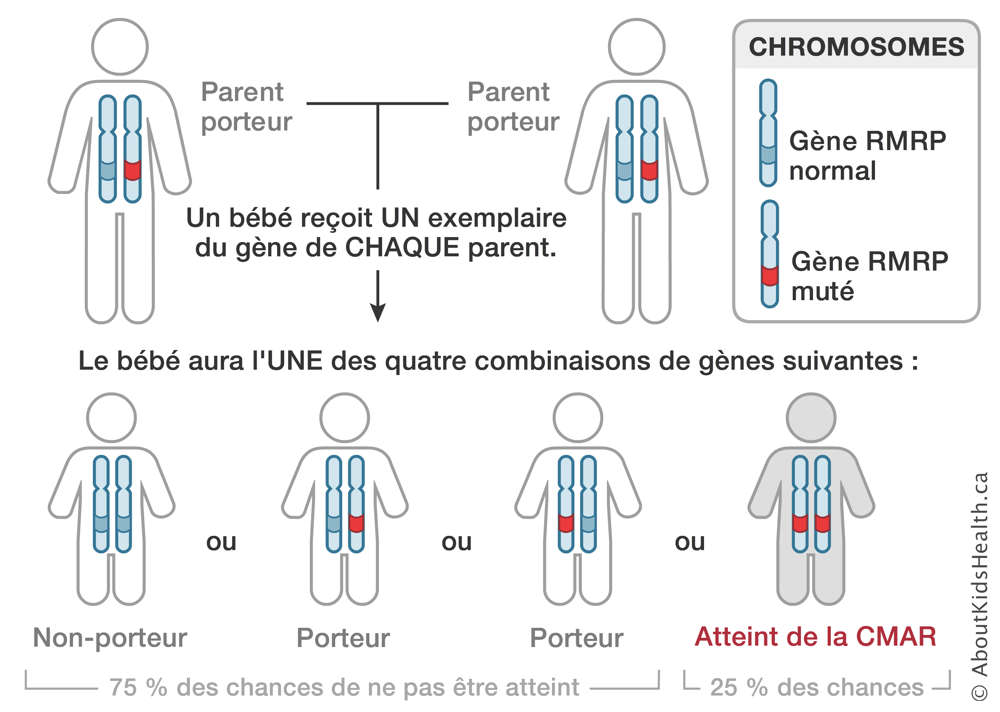 La distribution des chromosomes des parents porteurs
