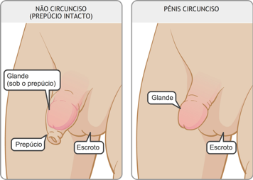 Identificação da glande, prepúcio e escroto de um pénis não circuncisado, e da glande e escroto de um pénis circuncisado