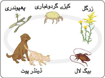پھپھوندیاں، ڈسٹ مائیٹس، پولنز، جانورکی کھال سے جھڑنے والے ذرات اورلال بیگوں کا خاکہ