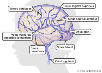L’emplacement des veines et sinus dans le cerveau