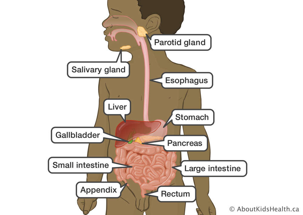 Salivary and parotid glands, esophagus, stomach, pancreas, small and large intestines, rectum, appendix, gallbladder, liver