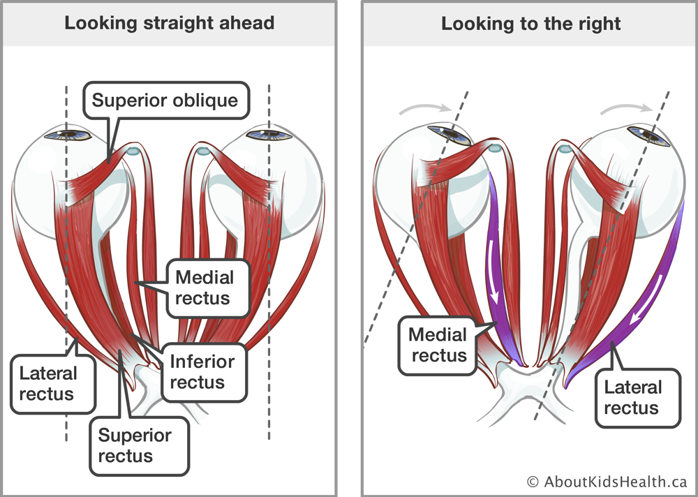 The superior oblique, medial rectus, inferior rectus, superior rectus, and lateral rectus muscles in the eyes