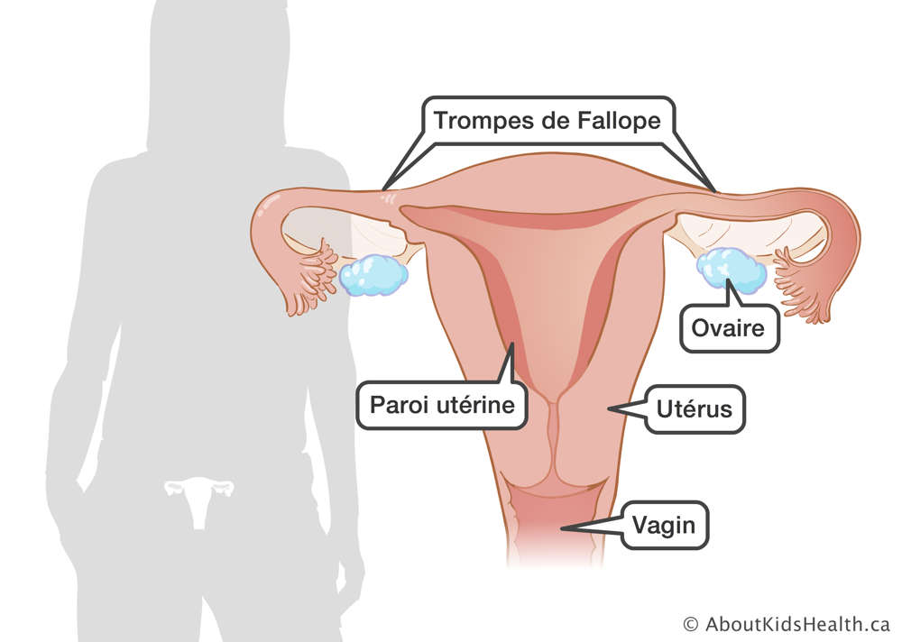 Identification du vagin, de l'utérus, de l'ovaire, de la paroi utérine et des trompes de Fallope