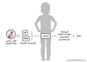 الفص الأمامي للغدة النخامية ينتج إشارات LH و FSH للمبايض لإنتاج الهرمونات الجنسية الأنثوية والإباضة