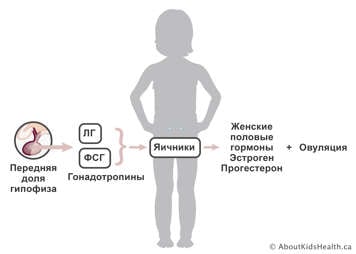 Передняя доля гипофиза вырабатывает ЛГ и ФСГ, которые подают сигналы яичникам о необходимости выработки женских половых гормонов и овуляции
