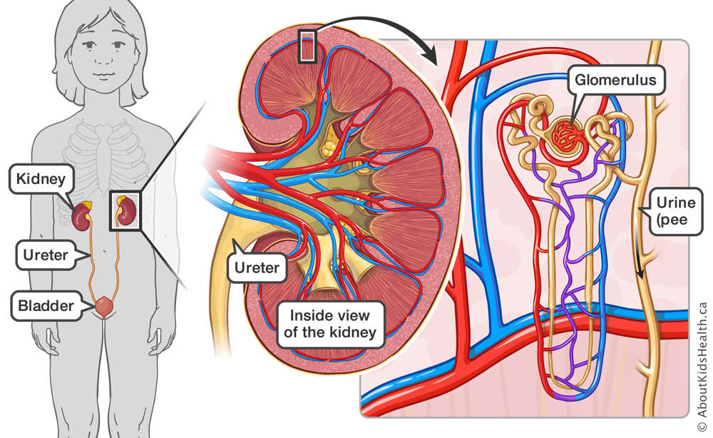 Location of kidney, ureter and bladder, an inside view of the kidney, and an illustration of the blood vessels in the kidney