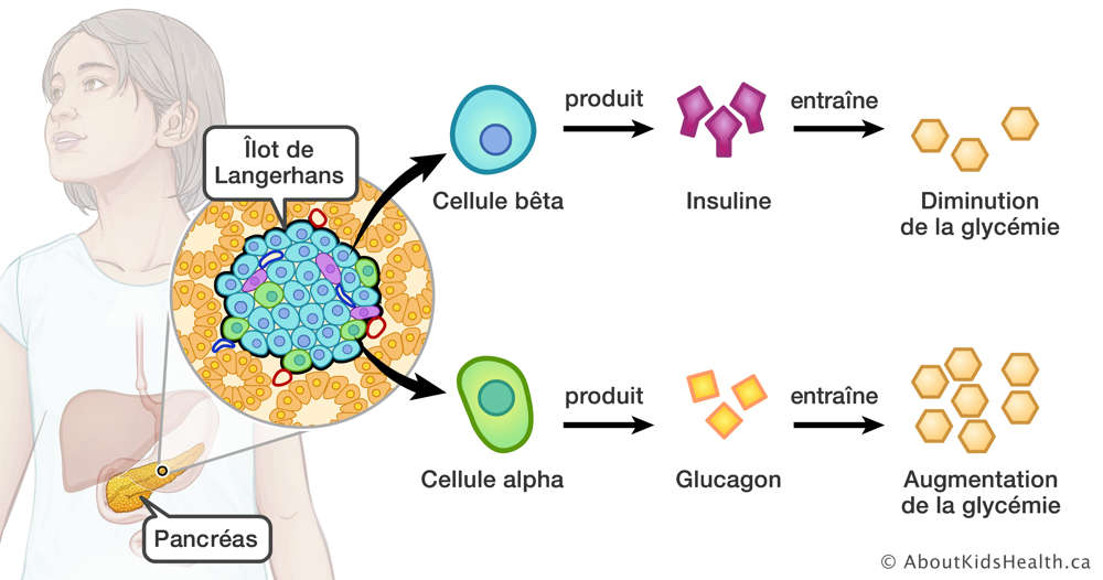 Illustration montrant comment les cellules alpha et b&ecirc;ta aident &agrave; augmenter et &agrave; diminuer la glyc&eacute;mie