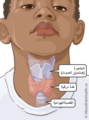  داخل الحلق يظهر موضع الحنجرة (صندوق الصوت) والغدة الدرقية والقصبة الهوائية 
