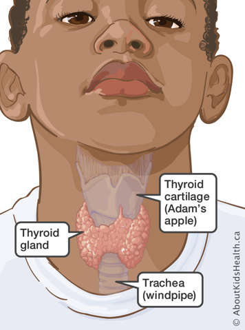 Thyroid gland located in the front of the throat shown with surrounding structures labelled
