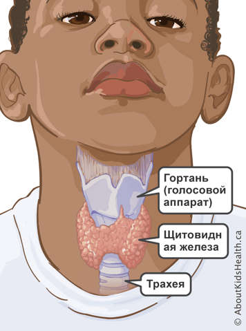 inside of throat showing position of larynx (voicebox), thyroid gland and trachea