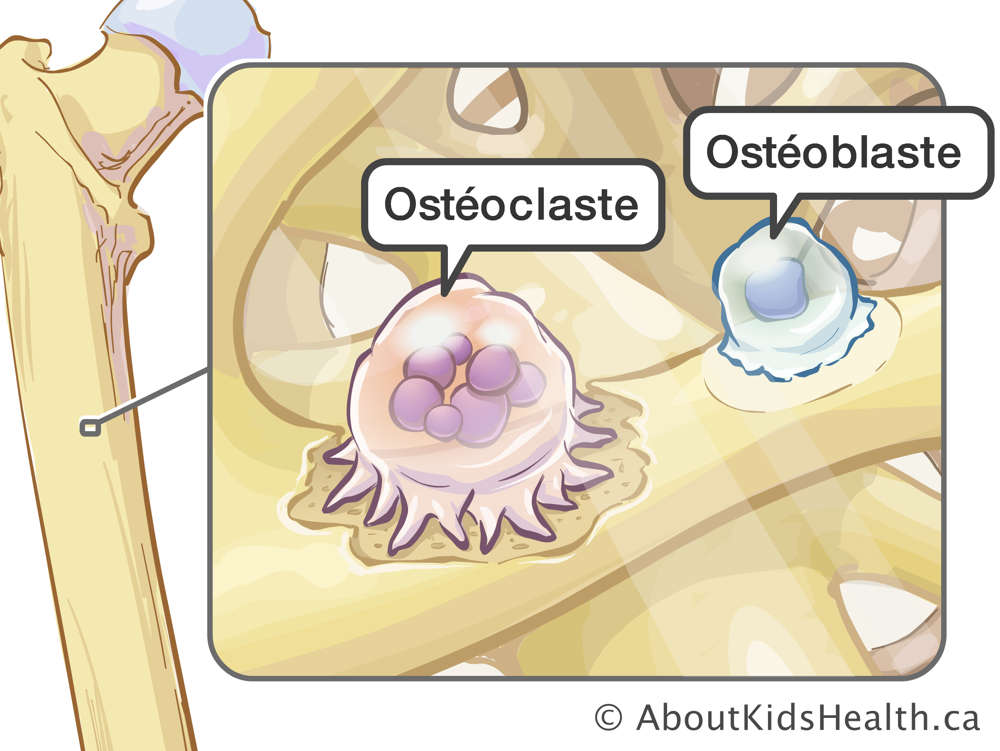 Illustration d’un ostéoclaste et d’un ostéoblaste dans un os