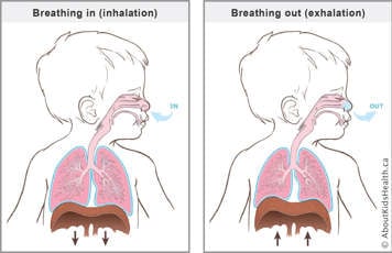 When you breathe in the diaphragm moves downward and when you breathe out the diaphragm moves upwards