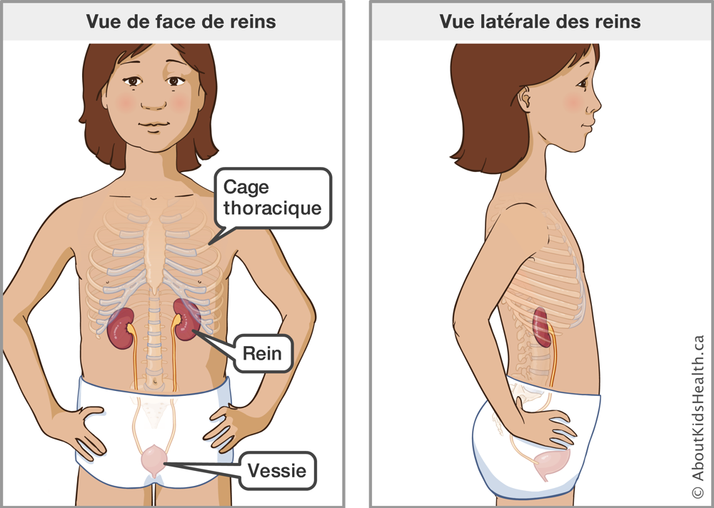 Parallèle montrant l’emplacement des reins selon une vue de face et une vue latérale