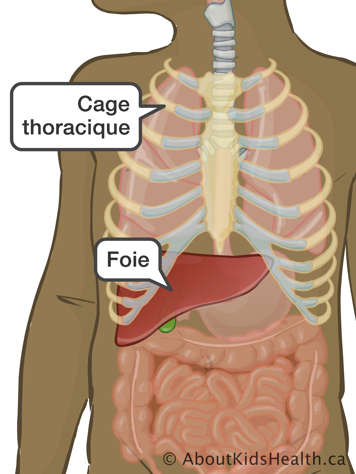 L’emplacement du foie et de la cage thoracique