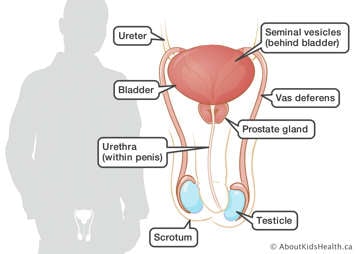 anatomy of male reproductive system including ureter, bladder, urethra, seminal vesicles, vas deferens, prostate gland