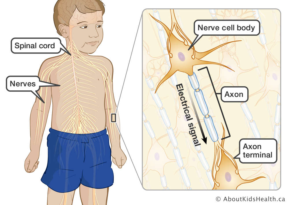 Nerve pathways in the body shown with close up view on the specific parts of the nerve cell labelled