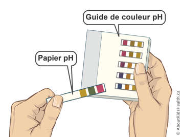 Un papier indicateur de pH et un guide des couleurs du pH