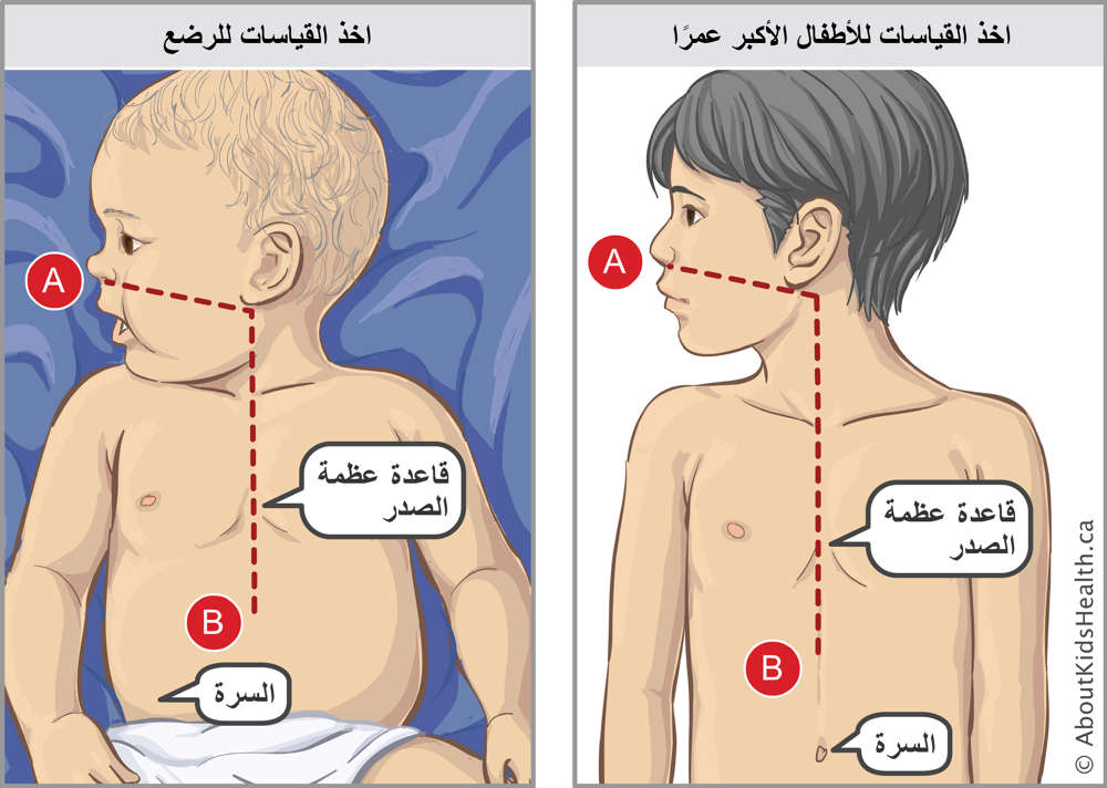 Measurements on an infant and on an older child and location of base of chest bone and belly button on both