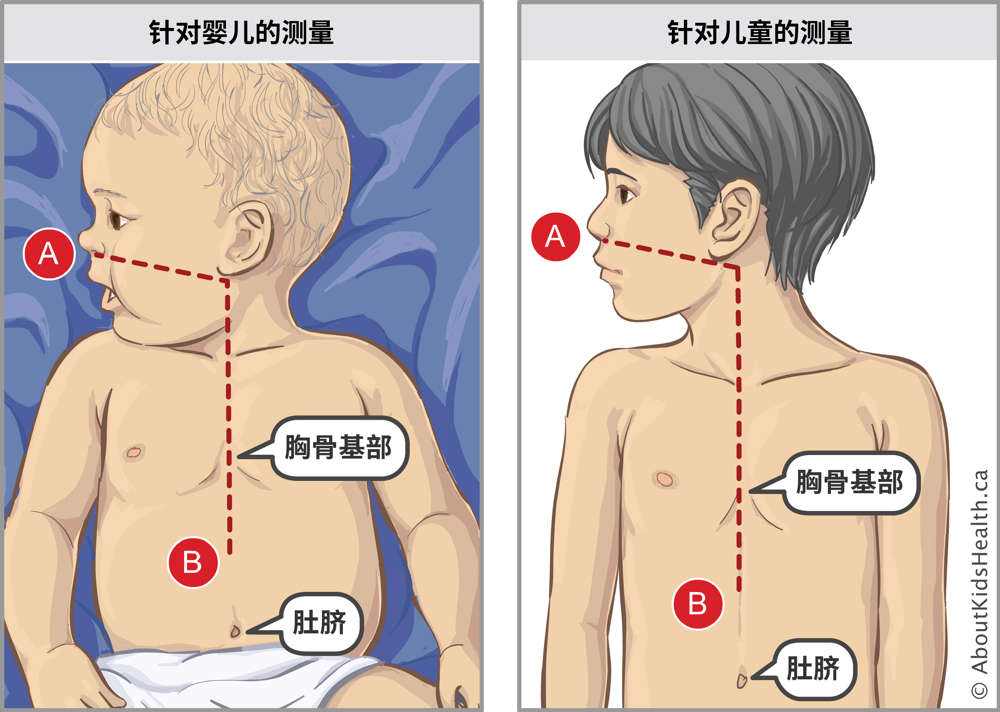 Measurements on an infant and on an older child and location of base of chest bone and belly button on both