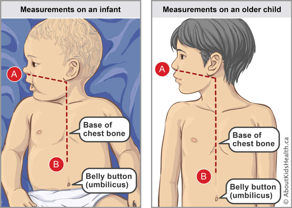 Measurements on an infant and on an older child and location of base of chest bone and belly button on both