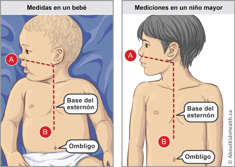 Mediciones en un beb&eacute; y en un ni&ntilde;o mayor y localizaci&oacute;n de la base del estern&oacute;n y del ombligo en ambos