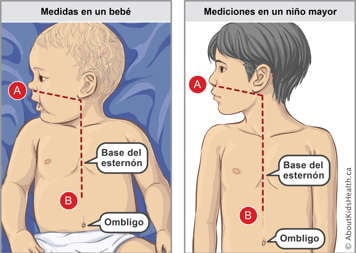 Mediciones en un bebé y en un niño mayor y localización de la base del esternón y del ombligo en ambos