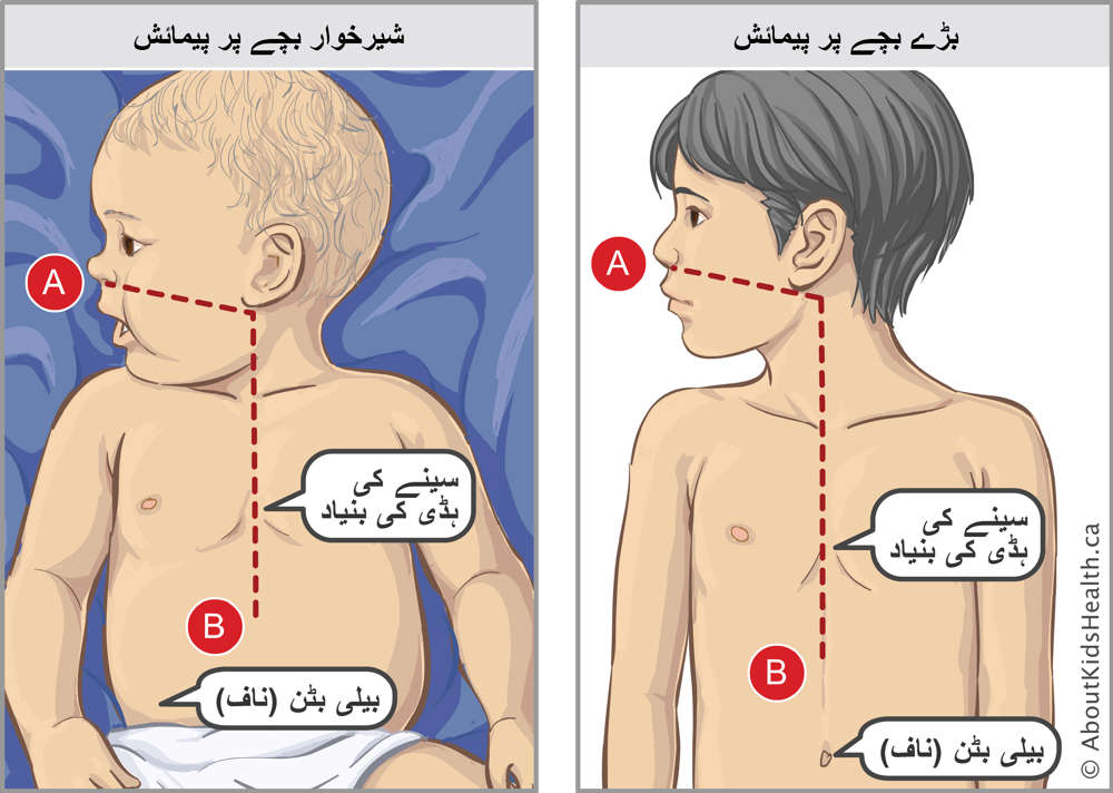 دودھ پیتے بچے اور ایک بڑے بچےکی پیمائشیں اور ان دونوں میں سینےکی نچلی ہڈی اور ناف کا مقام 