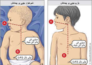 دودھ پیتے بچے اور ایک بڑے بچےکی پیمائشیں اور ان دونوں میں سینےکی نچلی ہڈی اور ناف کا مقام