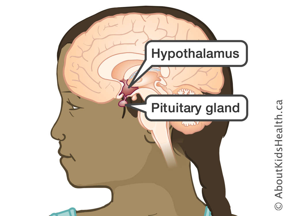 Location of hypothalamus and pituitary gland