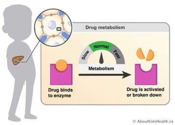 Drug metabolism is the breakdown or activation of a drug in the body by enzymes