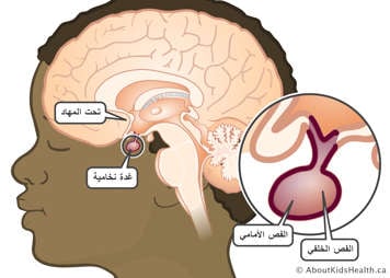 الدماغ يوضح موقع الوطاء والغدة النخامية مع لقطة مقربة للفصين الأمامي والخلفي