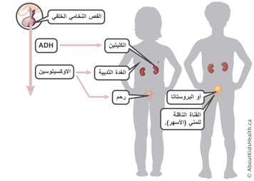 الفص الخلفي للغدة النخامية ينتج هرمون ADH والأوكسيتوسين