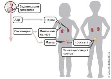 Задняя доля гипофиза вырабатывает АДГ и окситоцин