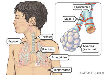 L&rsquo;emplacement des poumons, de a trach&eacute;e, de la bronche, des bronchioles et da diaphragme dans un gar&ccedil;on