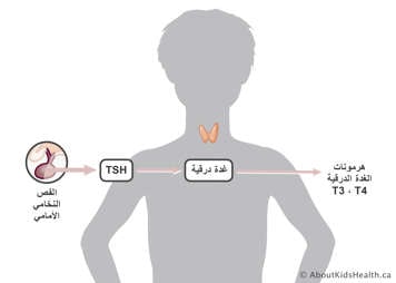 يتم إنتاج هرمون TSH في الفص الأمامي ويرسل إشارة إلى الغدة الدرقية لإنتاج T3 وT4