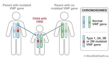 Chromosomes in a parent with mutated VWF gene, in a parent with no mutated VWF gene, and in a child with VWD