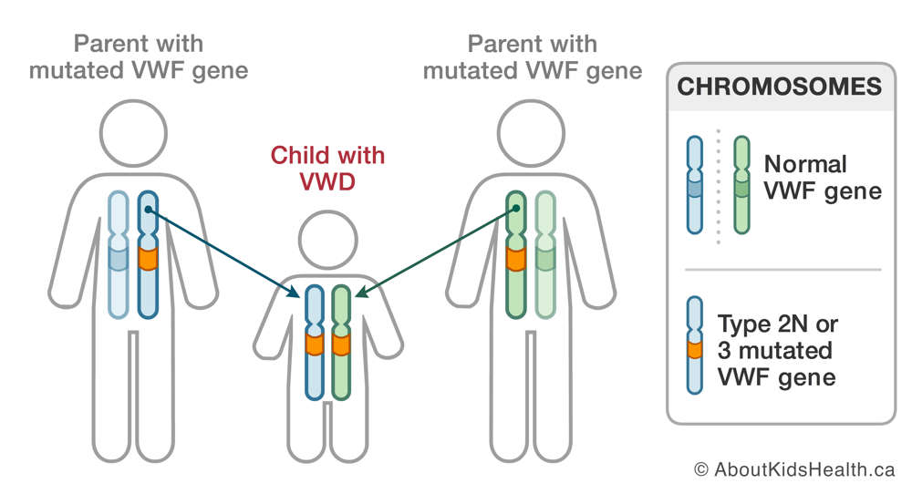 Chromosomes in parents who both have a mutated VWF gene and in a child with VWD